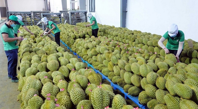 Nông sản Việt nỗ lực thích ứng trong “cuộc chơi” thị trường khắt khe Nông sản Việt nỗ lực thích ứng trong “cuộc chơi” thị trường khắt khe