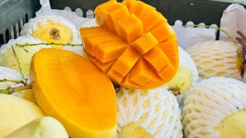 Xuất khẩu xoài tăng trưởng mạnh, Việt Nam đứng thứ 13 thế giới