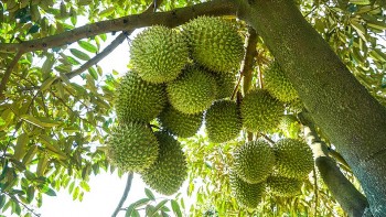 Siết chặt kiểm soát chất lượng, nâng tầm thương hiệu sầu riêng Việt Nam