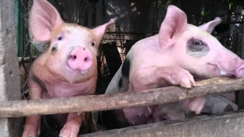 Giá heo hơi tăng giá nhẹ, nguồn cung khan hiếm