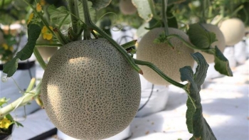 Từ nắng gió đến siêu thị: Hành trình của trái dưa lưới Bình Thuận