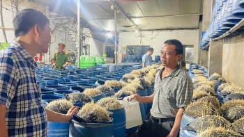 Lào Cai: Phát hiện 02 cơ sở sản xuất hàng trăm tấn giá đỗ ngâm hóa chất cấm