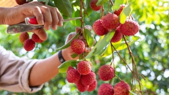 Chuẩn bị tốt từ vườn đến thị trường: Chìa khóa thành công vụ vải 2025