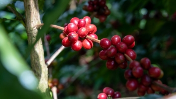 Giá cà phê trái chiều, thị trường trong nước giảm nhẹ