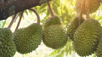 Ngành rau quả “lao đao” đầu năm 2025, vải thiều trở thành điểm tựa