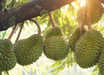 Ngành rau quả “lao đao” đầu năm 2025, vải thiều trở thành điểm tựa