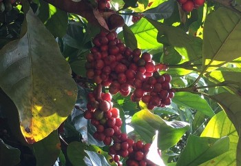 Giá cà phê giảm mạnh trên cả hai sàn giao dịch, thị trường nội địa chịu áp lực