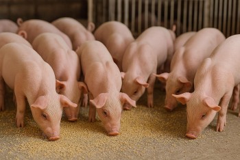 Giá heo hơi tăng nhẹ, lợi nhuận người nuôi khả quan