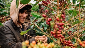 Giá cà phê giảm mạnh do nguồn cung toàn cầu gia tăng