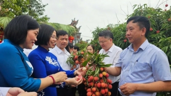 Lô vải thiều đầu mùa sang Nhật, mở đầu mùa vụ với kỳ vọng lớn