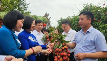 Lô vải thiều đầu mùa sang Nhật, mở đầu mùa vụ với kỳ vọng lớn