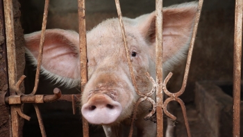 Giá heo ổn định, an toàn dịch bệnh cần siết chặt