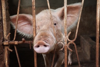 Giá heo ổn định, an toàn dịch bệnh cần siết chặt