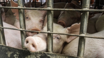 Giá heo hơi tăng nhẹ tại miền Bắc