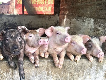 Giá heo hơi đà tăng trở lại, liệu giá có vượt ngưỡng mới?