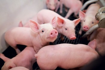 Giá heo hơi biến động trái chiều tại ba miền