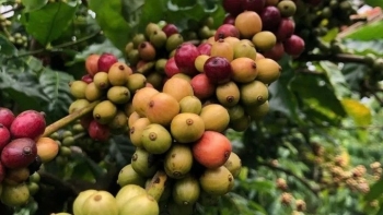 Giá cà phê phục hồi trên sàn quốc tế, giảm mạnh trong nước