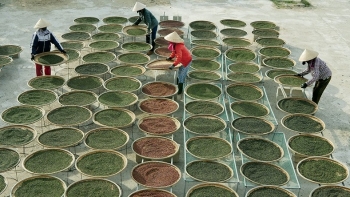 Giá tiêu trong nước ổn định, xuất khẩu giảm sản lượng nhưng tăng mạnh giá trị