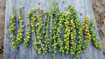 Giá tiêu giảm, xuất khẩu sụt mạnh trong khi nhập khẩu lập kỷ lục mới