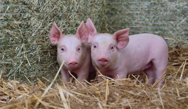 Giá heo hơi tiếp tục ổn định trên cả ba miền
