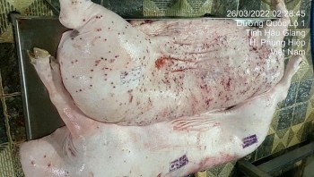 Tiêu hủy thịt heo không lập biên bản: Nhân viên thú y sai quy trình ra sao?