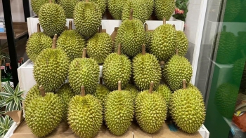 Giá sầu riêng giảm sâu, nhà vườn lao đao