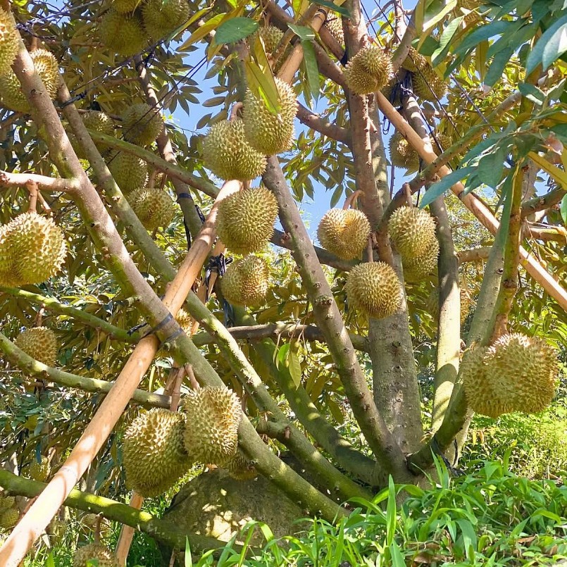 Giá sầu riêng giảm sâu so với các năm trước khiến các nhà vườn gặp nhiều khó khăn.