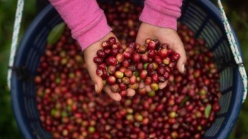 Giá cà phê giảm mạnh do áp lực nguồn cung từ Brazil và Việt Nam