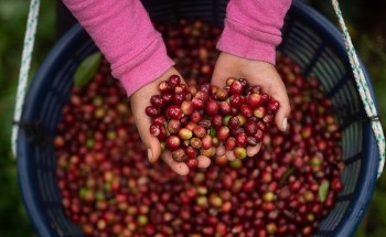 Giá cà phê giảm mạnh do áp lực nguồn cung từ Brazil và Việt Nam