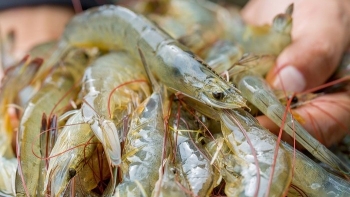 Tôm Việt Nam bất ngờ chịu thuế chống bán phá giá cao từ Hoa Kỳ