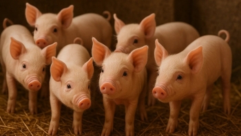 Giá heo hơi miền Nam giảm, mức 75.000 đồng/kg biến mất