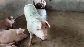Thị trường heo hơi không có biến động mới