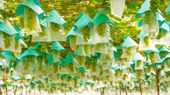 Sản phẩm OCOP góp phần làm đẹp văn hóa Việt