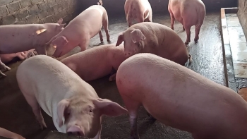 Giá heo hơi đồng loạt đi ngang