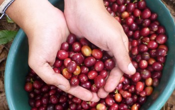 Cà phê arabica tiếp đà giảm, giá nội địa lùi gần 4.500 đồng/kg