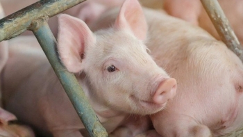 Giá heo hơi có xu hướng giảm nhẹ ở miền Trung và miền Nam