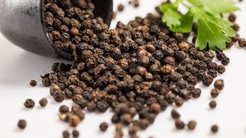 Giá tiêu giảm sâu, người trồng canh cánh nỗi lo đầu ra