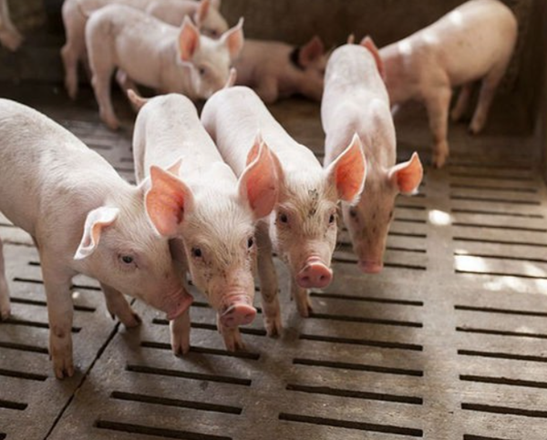 Giá heo hơi ổn định, cao nhất ở mức 74.000 đồng/kg