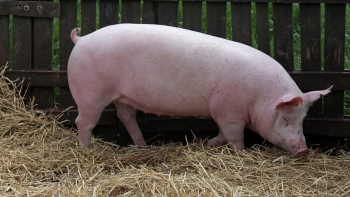 Giá heo hơi đi ngang trong ngày đầu tuần