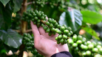 Giá cà phê tiếp tục giảm, xuất khẩu Việt Nam tăng mạnh về kim ngạch