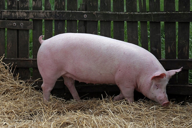 Giá heo hơi đi ngang trong ngày đầu tuần