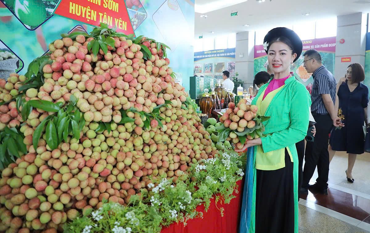 Sản phẩm vải thiều được trưng bày tại sảnh Trung tâm hội nghị tỉnh. Sản phẩm vải thiều được trưng bày tại sảnh Trung tâm hội nghị tỉnh.
