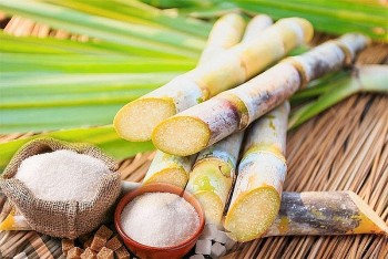 Nâng sức sống cho ngành mía đường Việt