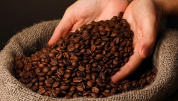 Giá cà phê rơi về vùng thấp mới, robusta chạm đáy 10 tháng
