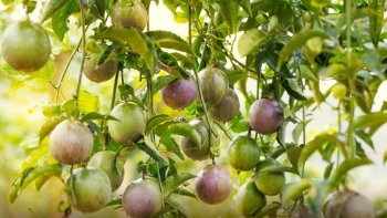 Mở rộng đường xuất khẩu cho nông sản Việt