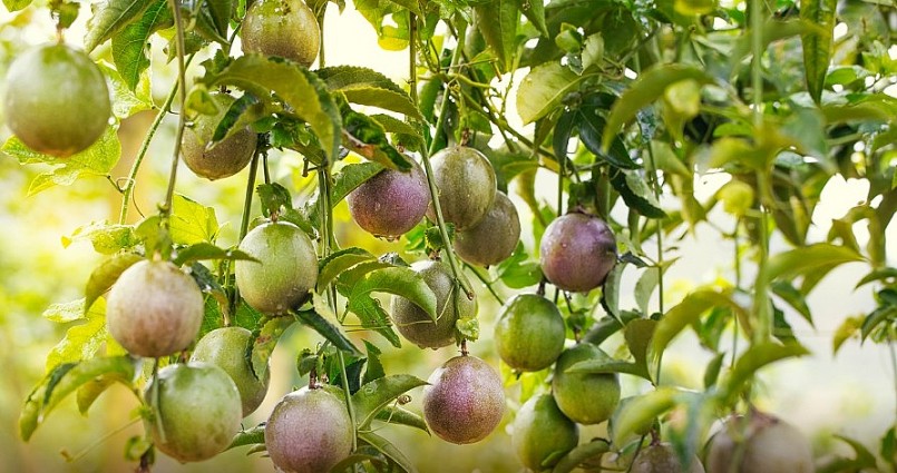 Mở rộng đường xuất khẩu cho nông sản Việt Mở rộng đường xuất khẩu cho nông sản Việt