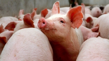 Giá heo hơi đồng loạt giảm tại thị trường phía Nam