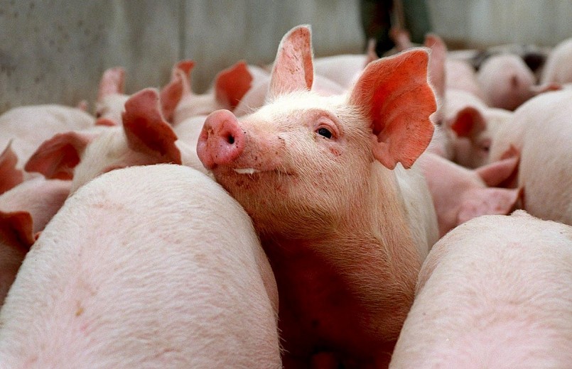Giá heo hơi đồng loạt giảm tại thị trường phía Nam