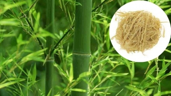 Trúc nhự – Vị thuốc quý từ thân tre trong kho tàng y học cổ truyền