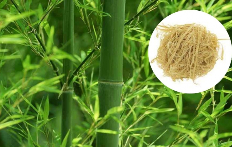 Trúc nhự là vị thuốc được chế từ lớp màng mỏng nằm ngay dưới vỏ xanh của cây tre hoặc cây vầu Trúc nhự là vị thuốc được chế từ lớp màng mỏng nằm ngay dưới vỏ xanh của cây tre hoặc cây vầu